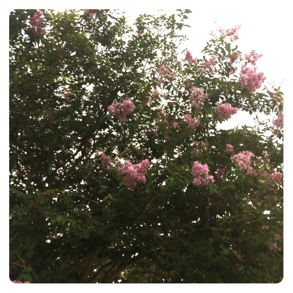 Meet your Posher, Sofia - Picture 1 of 1